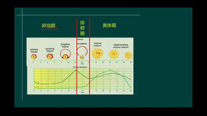 2022医学考试星恒教育：初级护师精品班 百度网盘(27.32G)